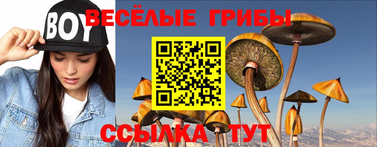Галлюциногенные грибы Psilocybe Дивногорск